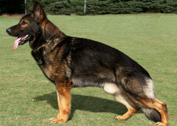 V Uno vom Stadtfeld - GerdesHaus German Shepherds - Breeder & Trainer