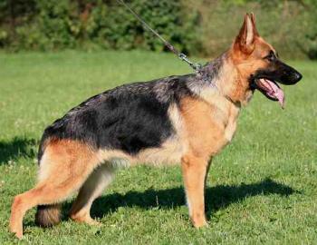 V-4 VIERNHEIMI Roxy - GerdesHaus German Shepherds - Breeder & Trainer