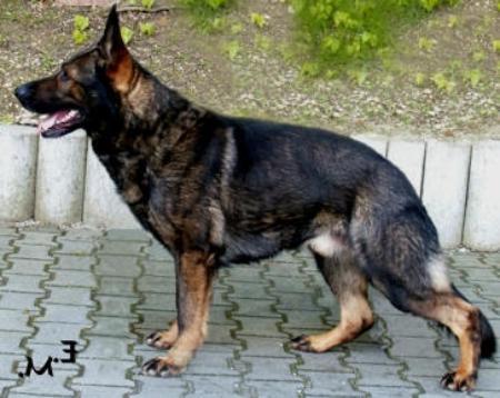 Vito vom Waldwinkel - GerdesHaus German Shepherds - Breeder & Trainer