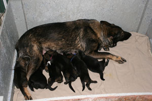 Cena Puppies Week 1