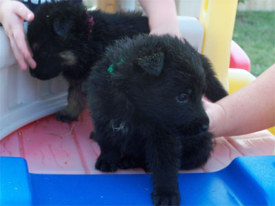 Black German Shepherd Puppy